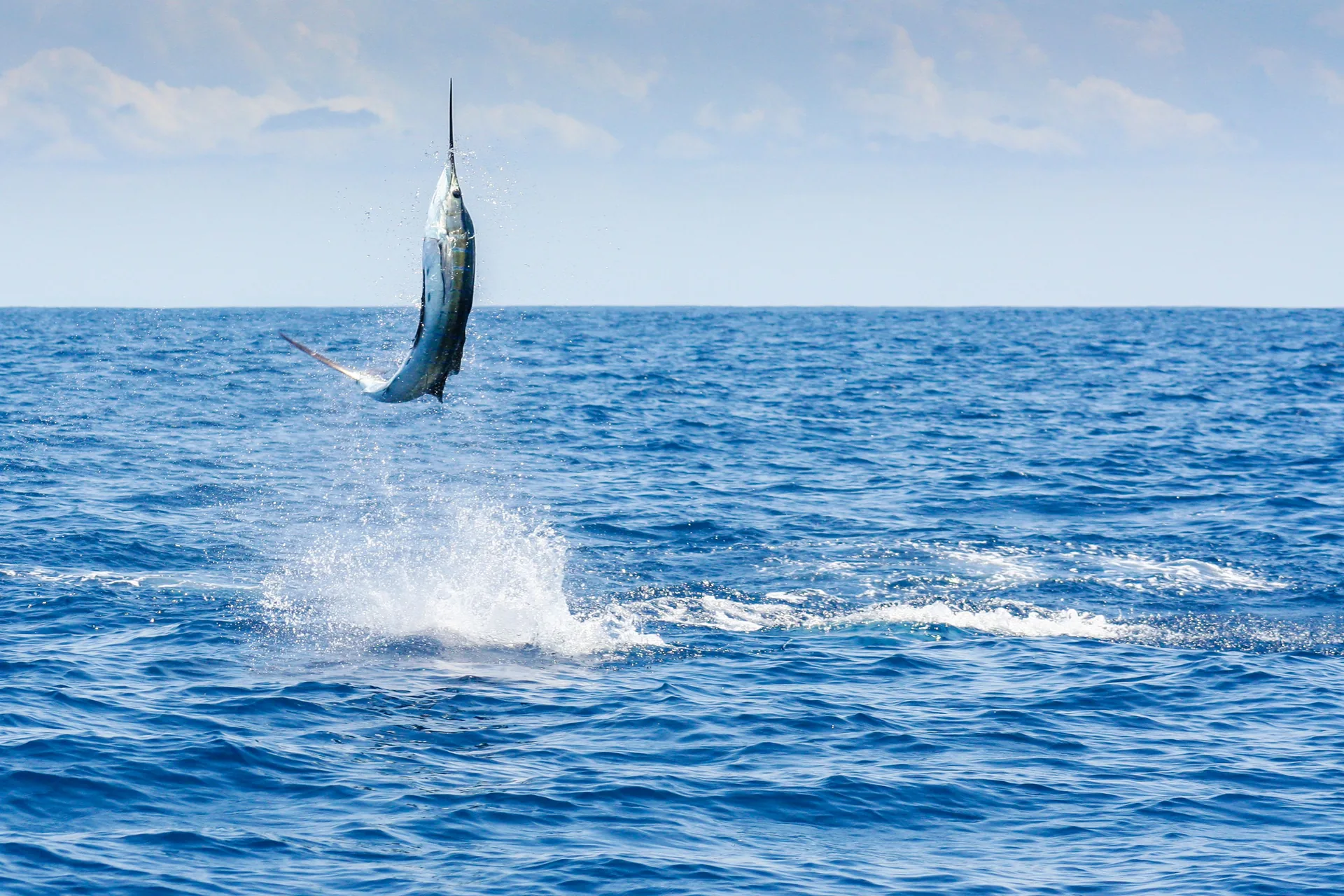 Blue marlin hooked offshore in the Gulf of Papagayo