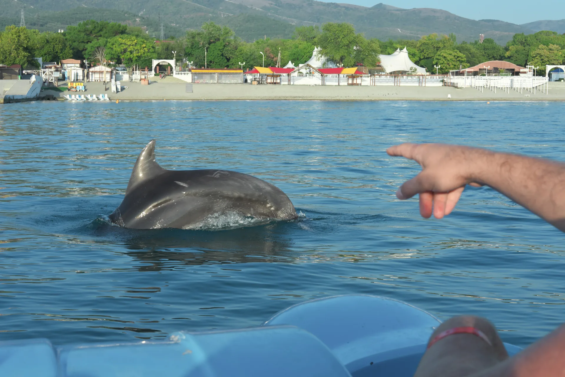 Spinner dolphins swimming in the Gulf of Papagayo, Costa Rica