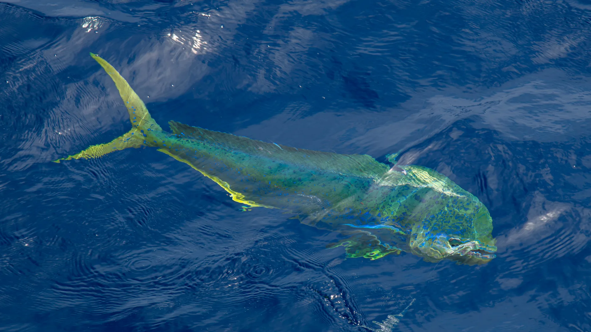 Deep sea fishing for mahi-mahi in the Gulf of Papagayo, Costa Rica